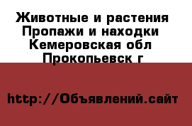 Животные и растения Пропажи и находки. Кемеровская обл.,Прокопьевск г.